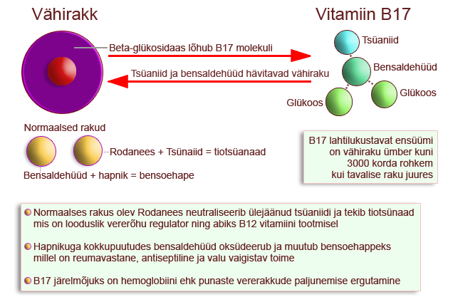 Vitamiin B17 laetril amugdaliin - kuidas toimib